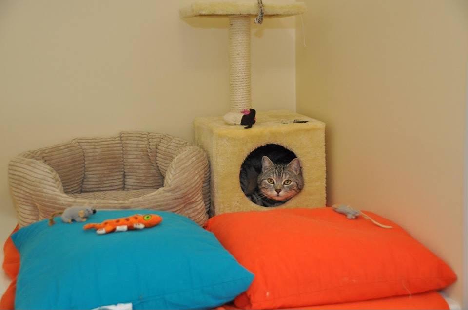 Luxury Cattery in Wolviston, serving Middlesbrough, Teesside with